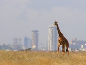 Giraffe   Skyline   Nairobi   Park