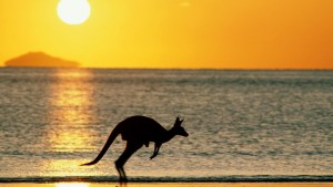 kangaroo e