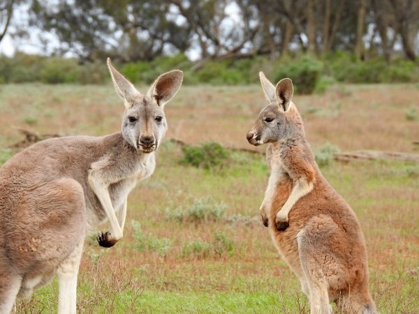 non-stop flights from Europe to Australia