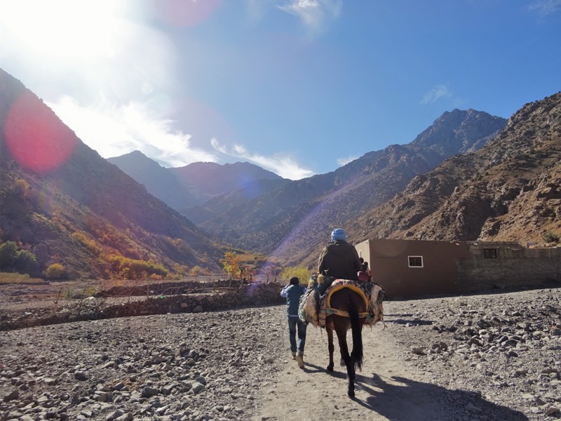 morocco toubkal donkey
