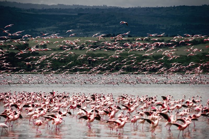 Lake Nakuru National Park kenya