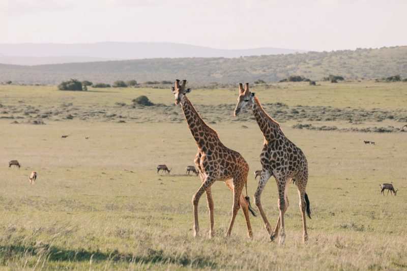 Maasai Mara National Reserve kenya