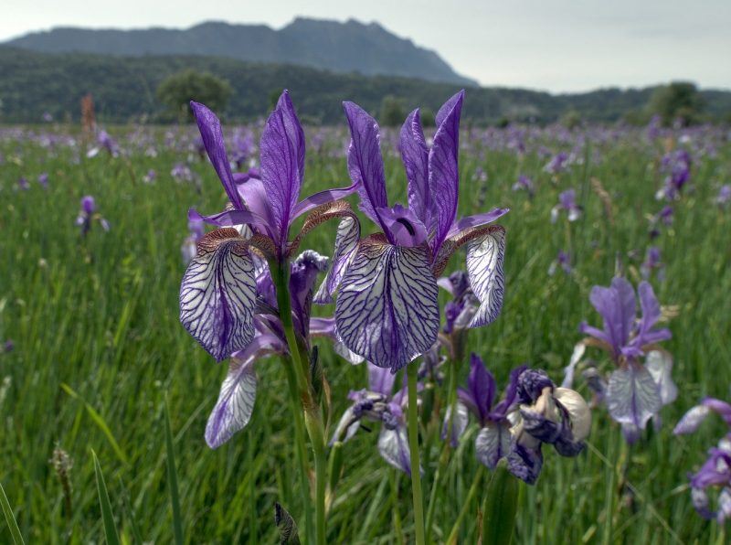 Ruggeller Riet Nature Reserve
