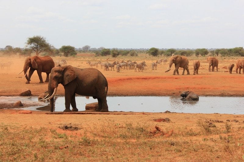 Tsavo East National Park kenya