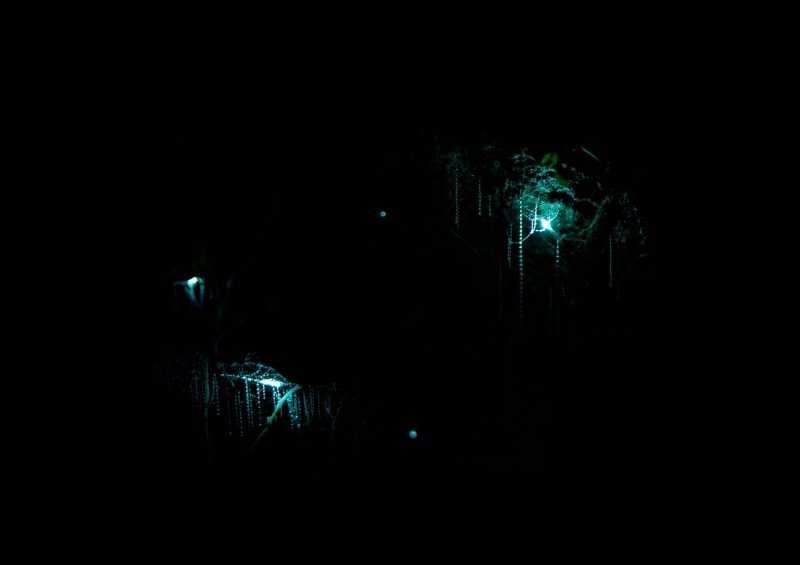 Waitomo Glowworm Caves, North Island