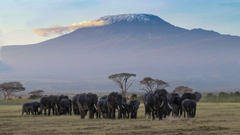 africa Amboseli National Reserve