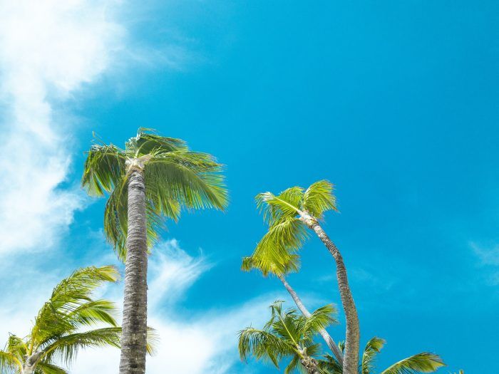 Direct flights from Madrid to La Romana, Dominican Republic from €523