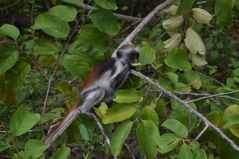 Jozani Chwaka Bay National Park