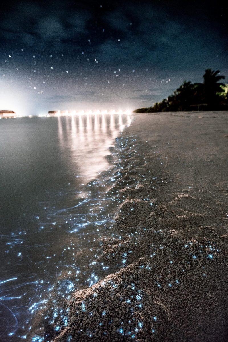 Bioluminescent bays of Puerto Rico