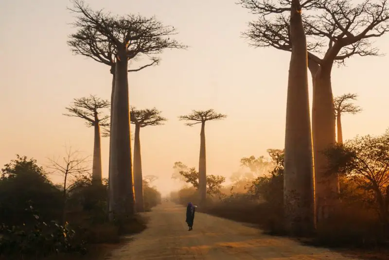 Avenue of the Baobabs Madagscar