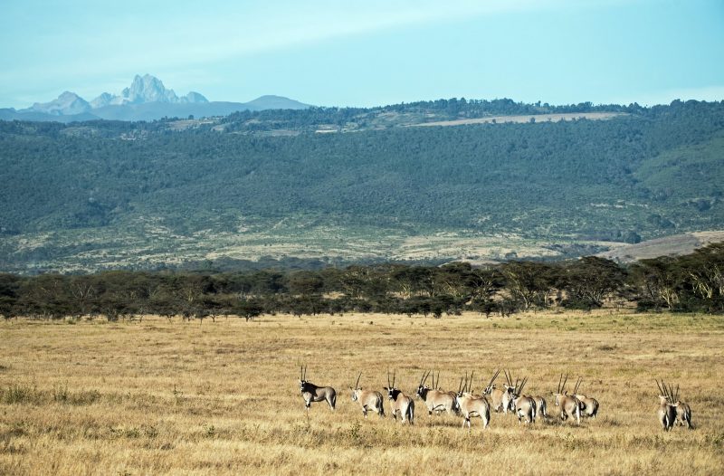 Mount Kenya, Kenya-neMPqxWWO0w-unsplash