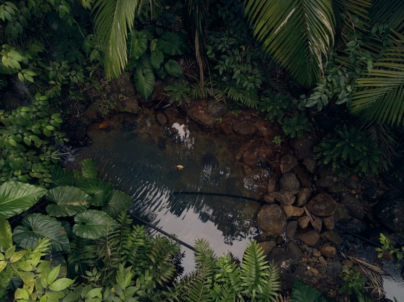 St. Lucia Rain Forest
