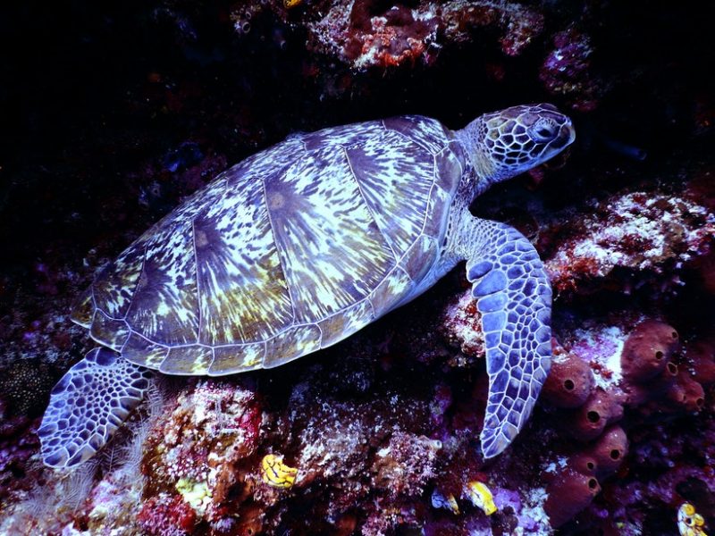 Andros Barrier Reef