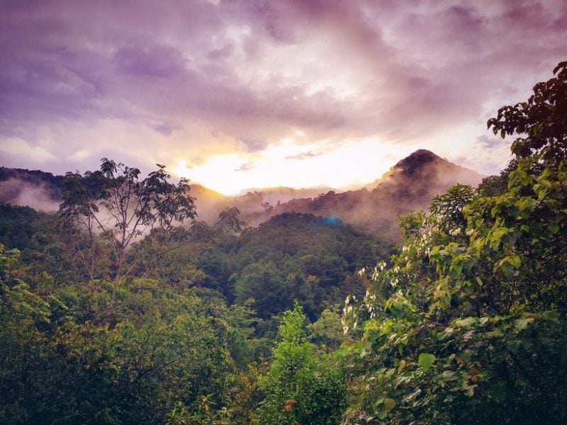 The Amazon Rainforest