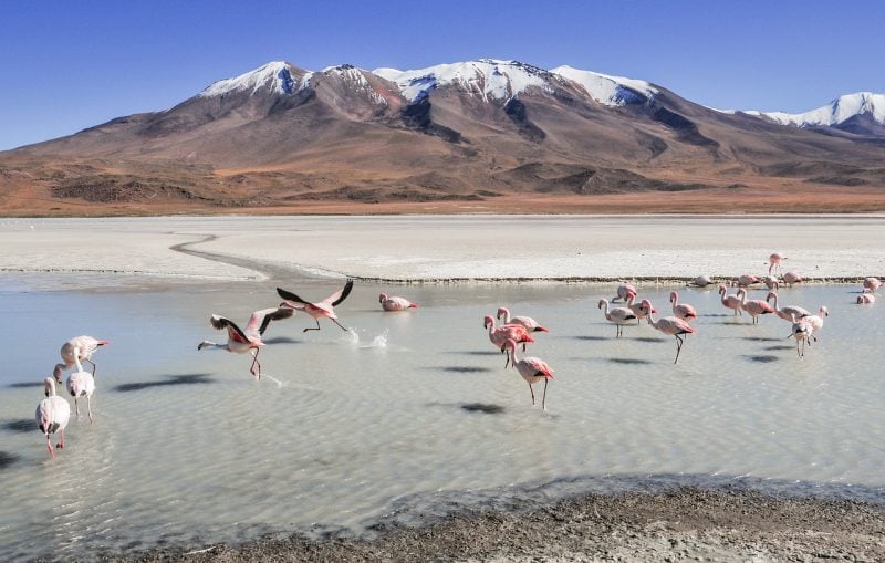 Reserva Nacional de Fauna Andina Eduardo Avaroa