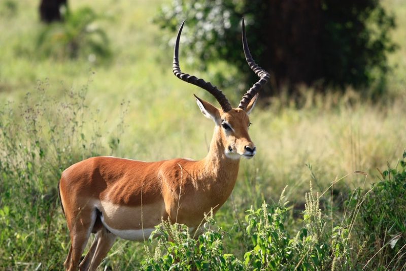Best places to visit in RWANDA