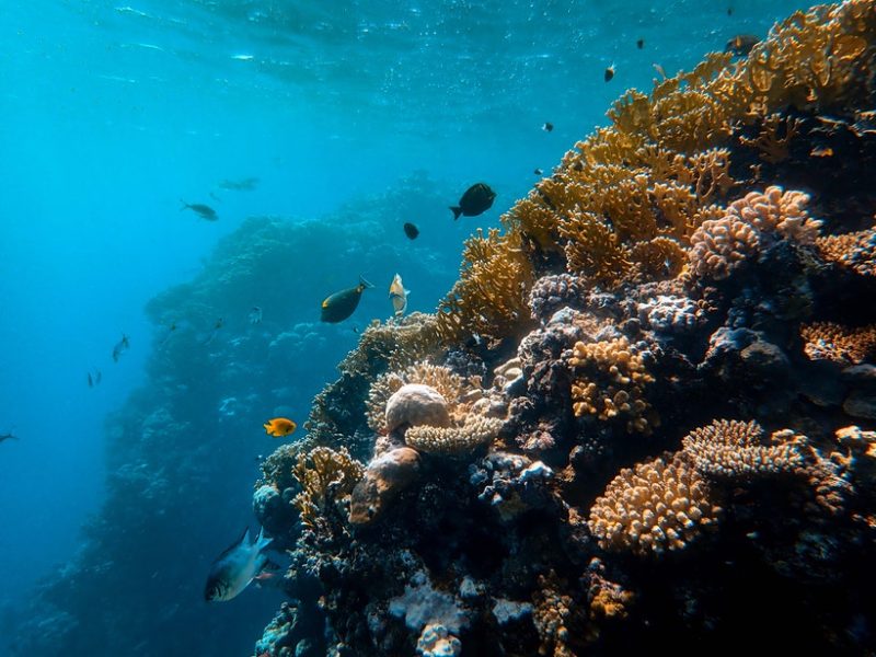 Coral Coast, Viti Levu FIJI
