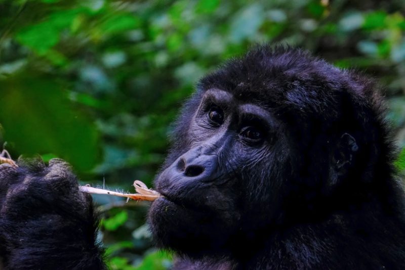Volcanoes National Park Rwanda