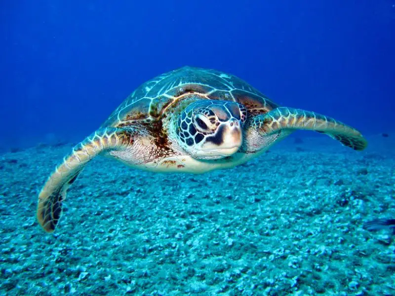 Tobago Cays Marine Park