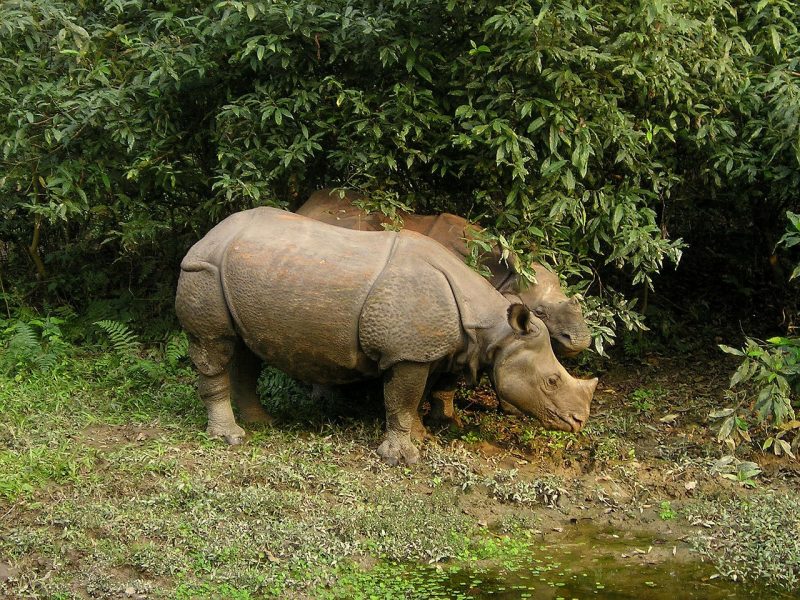 Chitwan National Park nepal