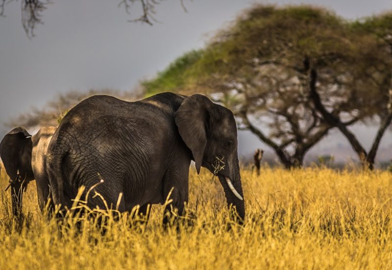 Waza National Park