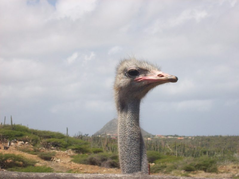 Hooiberg Aruba