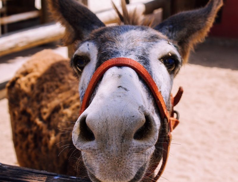 The Donkey Sanctuary Aruba