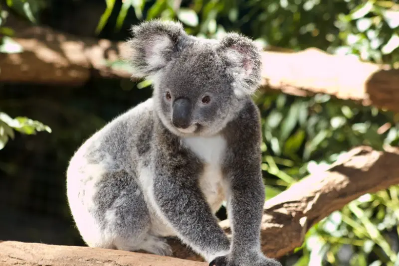 FULL SERVICE flights from London to MELBOURNE, AUSTRALIA from £459