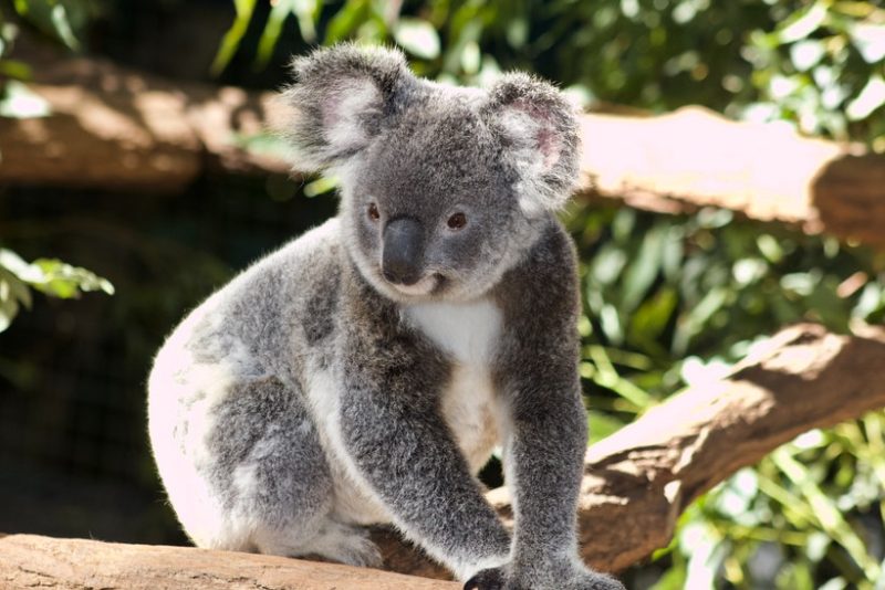 Best things to do in AUSTRALIA