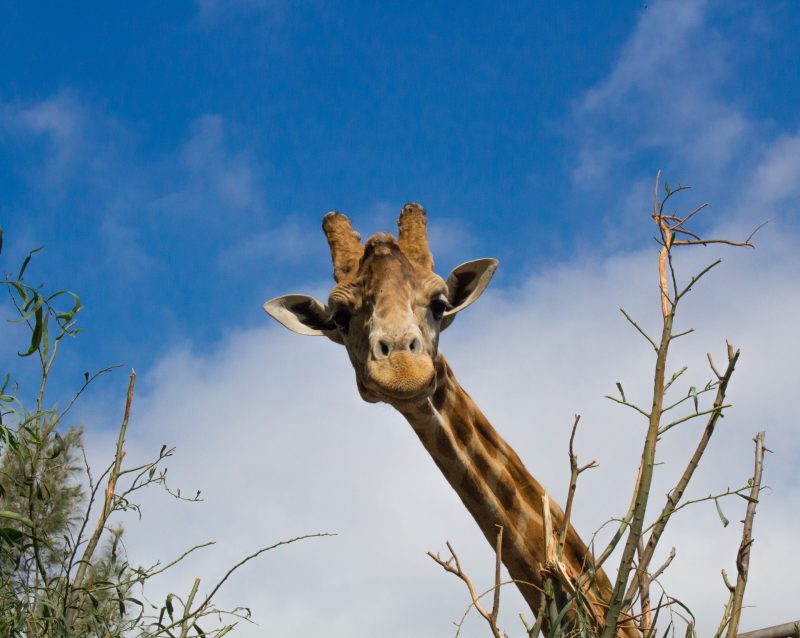 Oasis Wildlife Fuerteventura