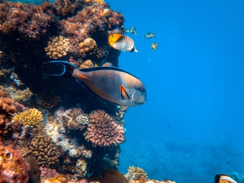 Visit the Great Barrier Reef
