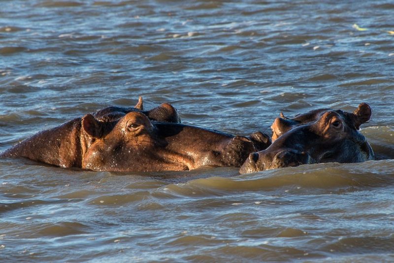 Chobe National Park & Okavango Delta, Botswana