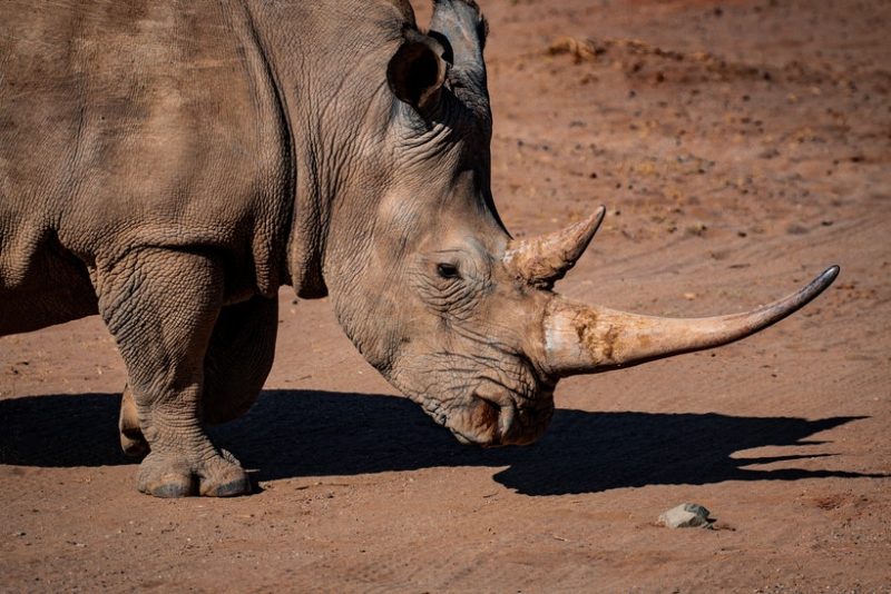 Kruger National Park, South Africa