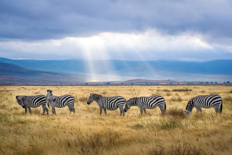 Serengeti National Park and Ngorongoro Crater, Tanzania