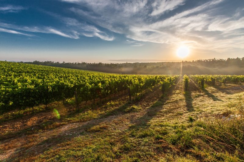 Chianti