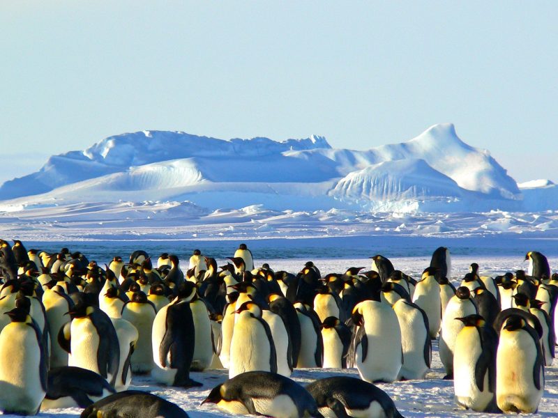 How to Get to ANTARTICA