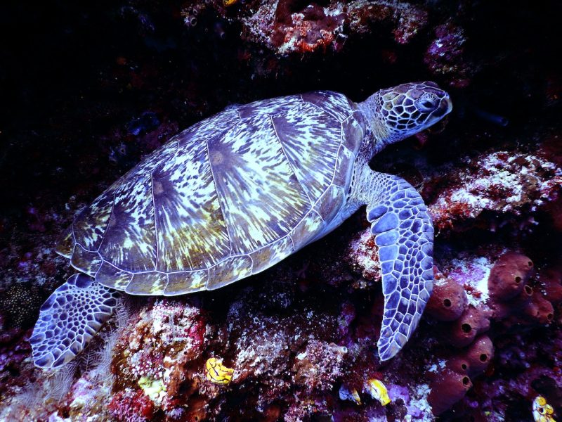 Belize Barrier Reef & Great Blue Hole