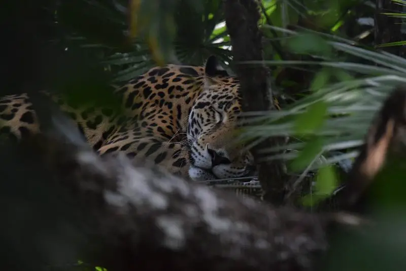 Jaguar Reserve Nature Centre