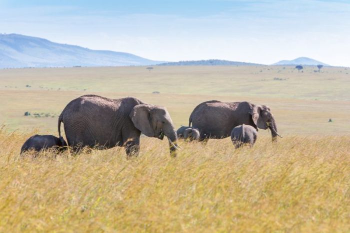 Last minute! Direct flight from Katowice to Mombasa, KENYA for €379 (checked baggage incl.)