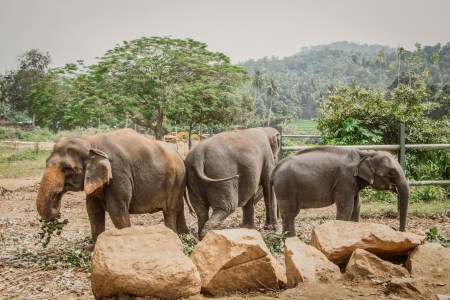 CHEAP flights from Vienna to SRI LANKA for €420