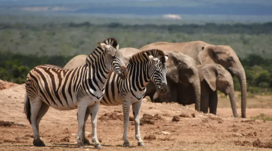 HIT! Flights from European cities to Johannesburg, SOUTH AFRICA from €407