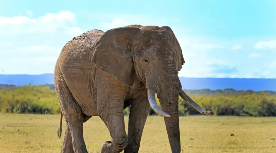 Last minute! Direct flights from Katowice to Mombasa, KENYA for €257 (checked baggage incl.)