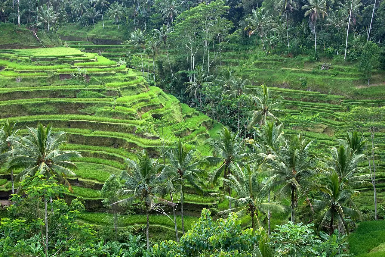 Green stepped rice terraces among coconut palms at Tegallalang near Ubud, Bali