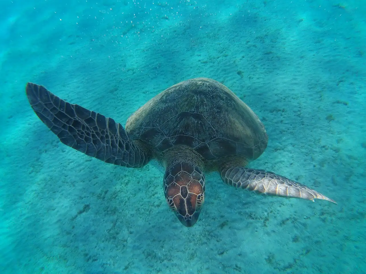 Green sea turtle swimming over the sandy seabed of Abu Dabbab bay near Marsa Alam on Egypt's Red Sea coast